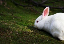 Bunny的Instagram分享她的宠物兔子和可爱生活